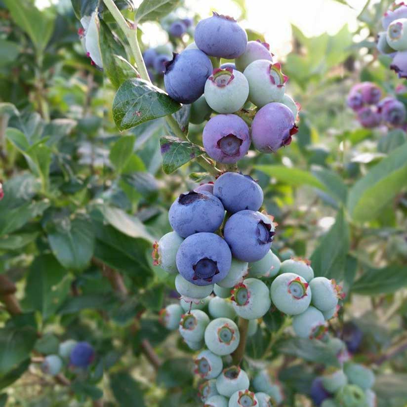 Heidelbeeren Ahlenmoor